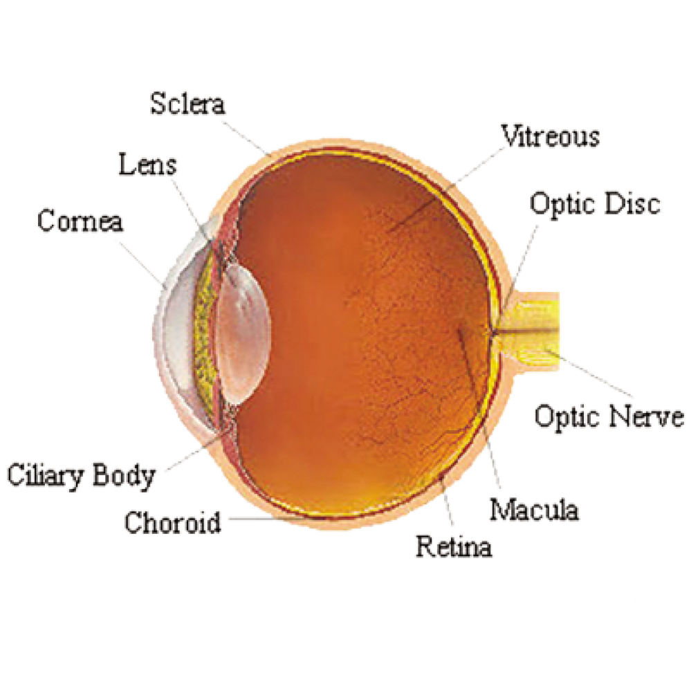 Diabetes and the eye | Northpointe Medical